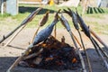 Baikal omul is roasted on the coals. Royalty Free Stock Photo