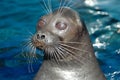 The Baikal Seal Royalty Free Stock Photo