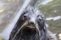 Baikal seal. Royalty Free Stock Photo