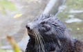 Baikal seal. Royalty Free Stock Photo