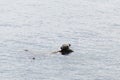 Baikal seal is endemic of lake Baikal Royalty Free Stock Photo