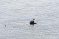 Baikal seal is endemic of lake Baikal Royalty Free Stock Photo