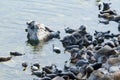 The Baikal seal nerpa Royalty Free Stock Photo