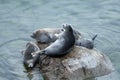 The Baikal seal nerpa Royalty Free Stock Photo