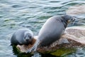 The Baikal seal nerpa Royalty Free Stock Photo