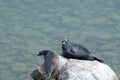 The Baikal seal nerpa Royalty Free Stock Photo