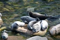 The Baikal seal nerpa Royalty Free Stock Photo