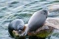 The Baikal seal nerpa Royalty Free Stock Photo