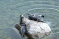 The Baikal seal nerpa Royalty Free Stock Photo