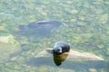 The Baikal seal nerpa Royalty Free Stock Photo