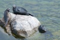 The Baikal seal nerpa Royalty Free Stock Photo