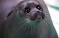 Baikal seal or Nerpa endemic of lake Baikal looking at the camera with huge clever eyes Royalty Free Stock Photo