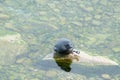 The Baikal seal nerpa Royalty Free Stock Photo