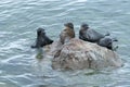 The Baikal seal nerpa Royalty Free Stock Photo