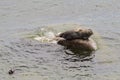 Baikal seal is endemic of lake Baikal Royalty Free Stock Photo