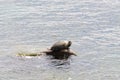 Baikal seal is endemic of lake Baikal Royalty Free Stock Photo