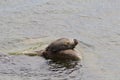 Baikal seal is endemic of lake Baikal Royalty Free Stock Photo