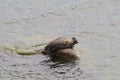 Baikal seal is endemic of lake Baikal Royalty Free Stock Photo