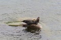 Baikal seal is endemic of lake Baikal Royalty Free Stock Photo