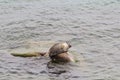 Baikal seal is endemic of lake Baikal Royalty Free Stock Photo