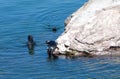 Baikal seal on rest Royalty Free Stock Photo