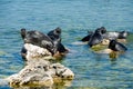 Baikal seals Royalty Free Stock Photo