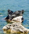 Baikal seals Royalty Free Stock Photo