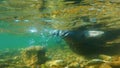 Baikal seal underwater, close up, slow motion.