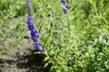 Scutellaria baicalensis called Baikal skullcap Royalty Free Stock Photo