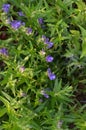 Baikal Skullcap (Scutellaria baicalensis) Royalty Free Stock Photo