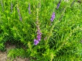 Baikal skullcap, scutellaria baicalensis, medicinal plant. Royalty Free Stock Photo