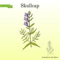 Baikal skullcap scutellaria baicalensis - medicinal plant Royalty Free Stock Photo