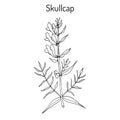 Baikal skullcap scutellaria baicalensis - medicinal plant Royalty Free Stock Photo