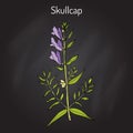 Baikal skullcap scutellaria baicalensis - medicinal plant Royalty Free Stock Photo