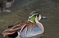 Baikal Teal Royalty Free Stock Photo