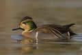 Baikal Teal - Anas formosa Royalty Free Stock Photo