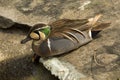 Baikal teal, bimaculate duck or squawk duck, Sibirionetta formosa.