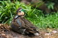Baikal teal, bimaculate duck or squawk duck on the green meadow Royalty Free Stock Photo