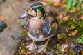 Baikal Teal Duck Royalty Free Stock Photo