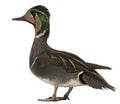 Baikal Teal duck, Anas formosa, in front of white background