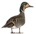 Baikal Teal duck, Anas formosa, in front of white background