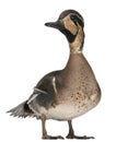 Baikal Teal duck, Anas formosa, in front of white background