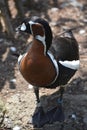 Baikal Teal Duck with His Head Turned Royalty Free Stock Photo