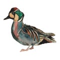 The Baikal teal. Watercolor hand painted drawing of bird