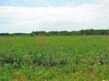 Bailed Hay Field with Wide Open Spaces