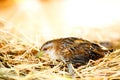 Baillon's crake bird sitting on grass. Royalty Free Stock Photo
