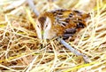 Baillon's crake bird sitting on grass. Royalty Free Stock Photo