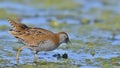 Baillon`s Crake, Greece Royalty Free Stock Photo