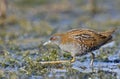 Baillon`s Crake, Greece Royalty Free Stock Photo