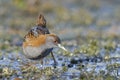 Baillon`s Crake, Greece Royalty Free Stock Photo